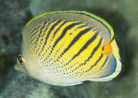 Chaetodon%20pelewensisCKS2.jpg