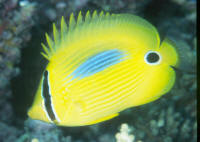 Chaetodon%20plebeiusHRN.jpg