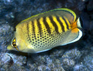 Chaetodon%20punctatofasciatus%20NSUL.jpg