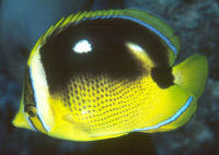 Chaetodon%20quadrimaculatusCKS2.jpg