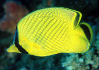 Chaetodon%20rafflesi%20FJ.jpg