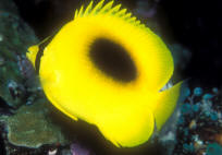 Chaetodon%20speculum%20NSUL.jpg