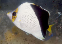 Chaetodon%20tinkeriAQ.jpg