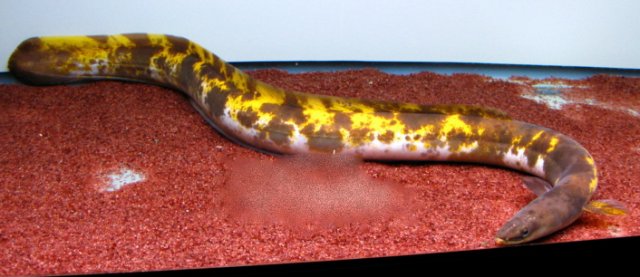 Harlequin08.2-05bonito.jpg