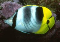 Chaetodon%20ulietensisAQ.jpg