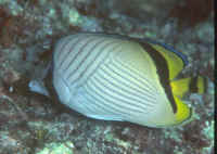 Chaetodon_vagabundusAND.jpg