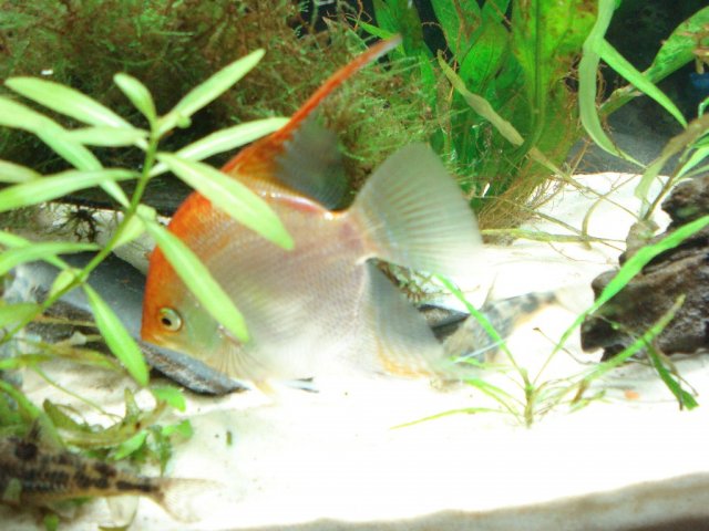 angel 2 102008.jpg