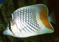 Chaetodon%20xanthurusAQ.jpg