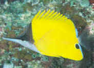 Forcipiger_flavissimusMAL.jpg