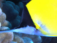 Forcipiger%20longirostris%20KONA%20CU.jpg