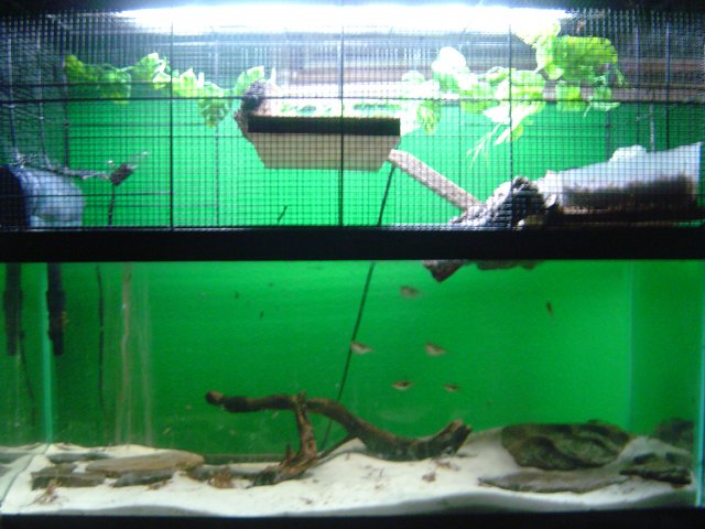 mice 223.jpg mice 223.jpg