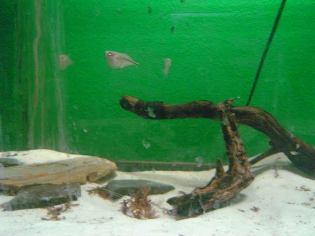 mice 221.jpg mice 221.jpg