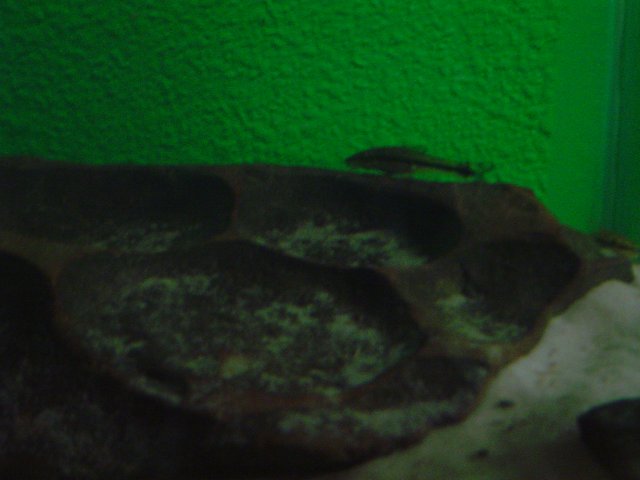 mice 222.jpg mice 222.jpg