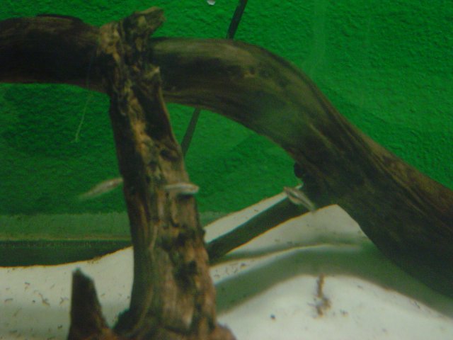 mice 224.jpg mice 224.jpg
