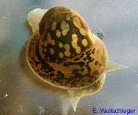 lymnea_auricularia.jpg