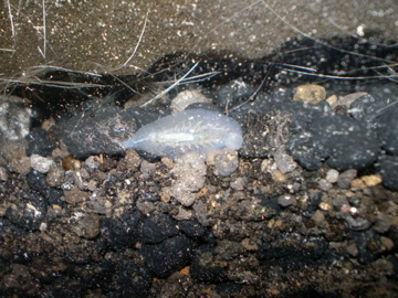 PICT1144.jpg