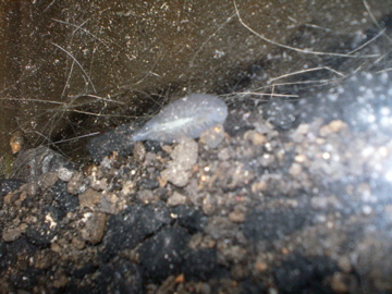 PICT1145.jpg