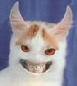 cat.jpg cat.jpg