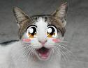 catty.jpg catty.jpg