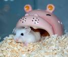 piggy.jpg