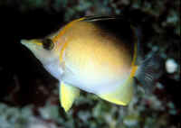 Prognathodes_aculeatusBAH3.jpg