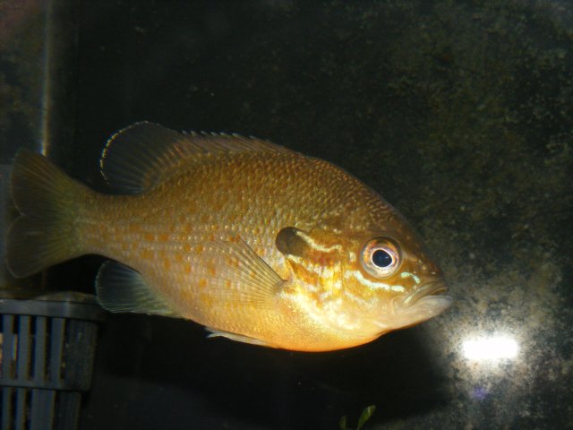 DSCF1716.JPG