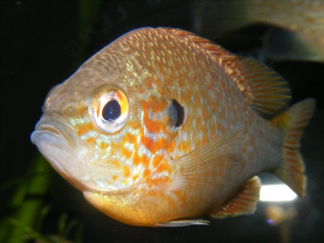 DSCF1724.JPG