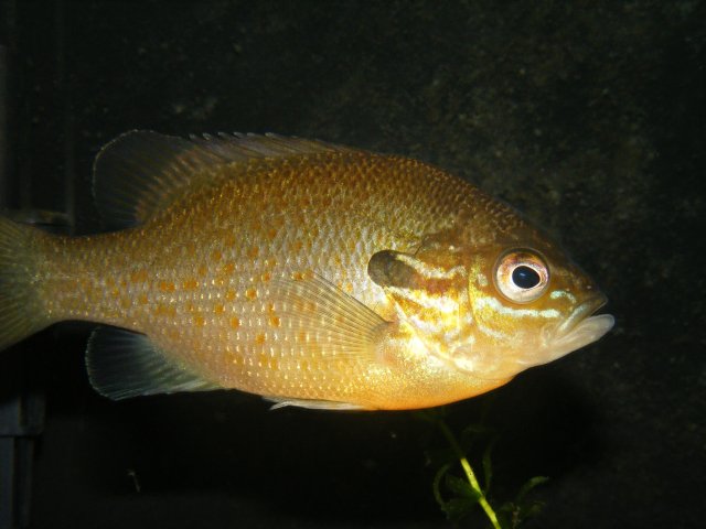 DSCF1735.JPG