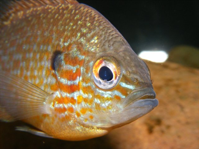 DSCF1781.JPG