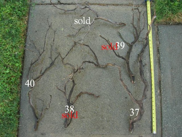 DSCN3290.JPG