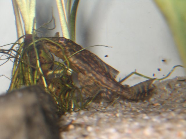 IMG_0705.JPG