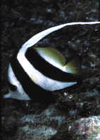 Heniochus_diphreutesRED.jpg