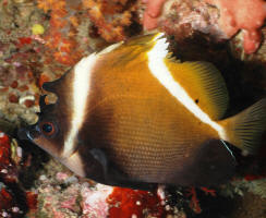 Heniochus%20varius%20SIP.jpg