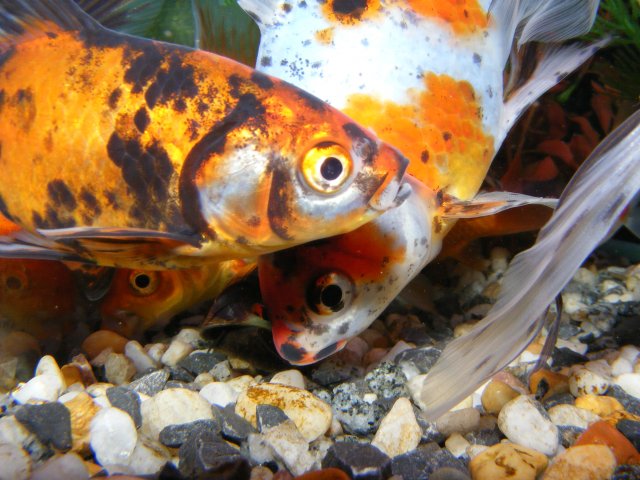 DSCF1825.JPG
