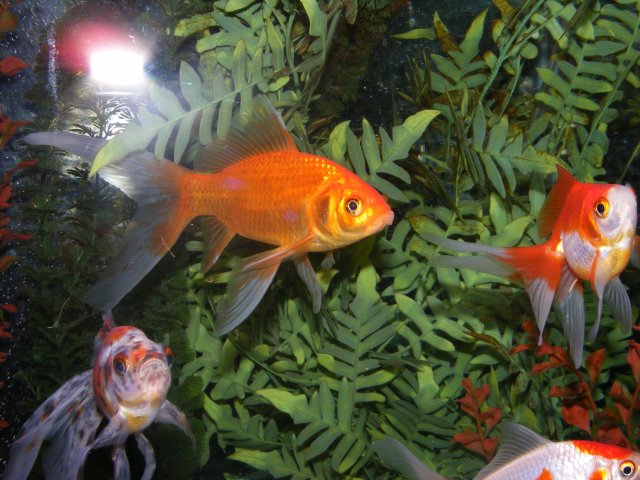 DSCF1659.JPG