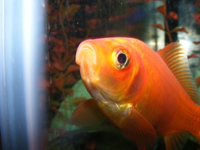 DSCF1694.JPG