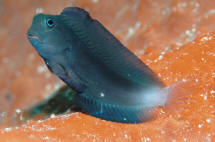 Atrosalarias%20fuscus%20WAK.jpg