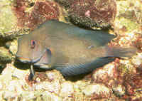 Atrosalarias_fuscusAQBrn.jpg