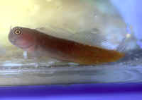 Ecsenius_bicolorAQ.jpg