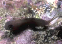 Ecsenius_midasMARQ.jpg