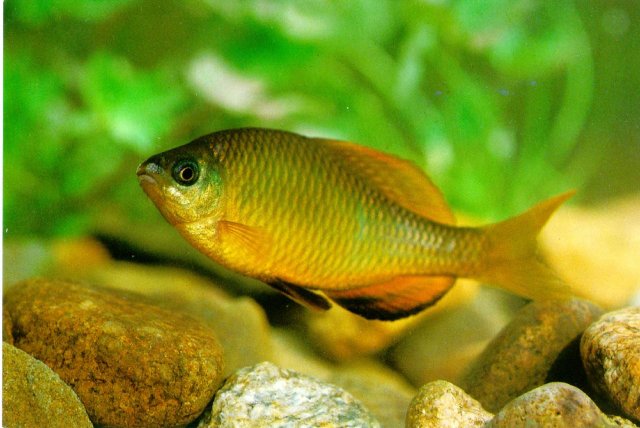 fish.jpg