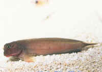 Ophiobleniius_atlanticusAQ.jpg
