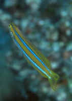 Plagiotremus_rhinorhynchosMAL.jpg