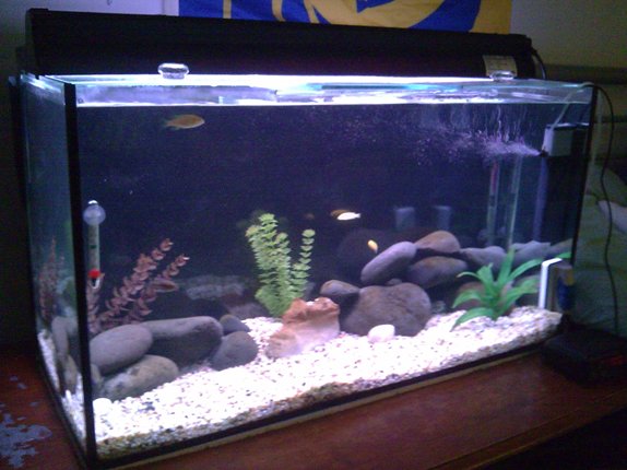 The tank now.jpg