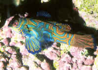Pterosynchiropus_splendidus.jpg