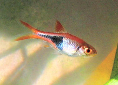 HarlequinRasbora3WFCy_Ap12.jpg HarlequinRasbora3WFCy_Ap12.jpg