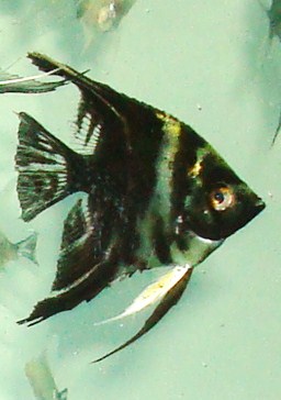angelfish babies 036.JPG