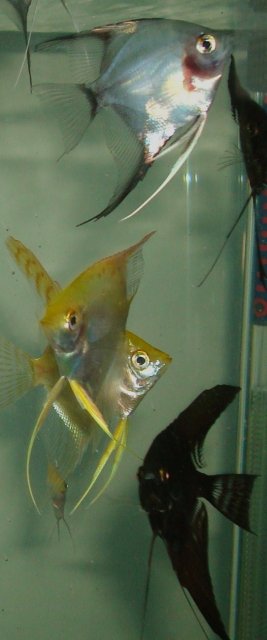 angelfish babies 034.JPG