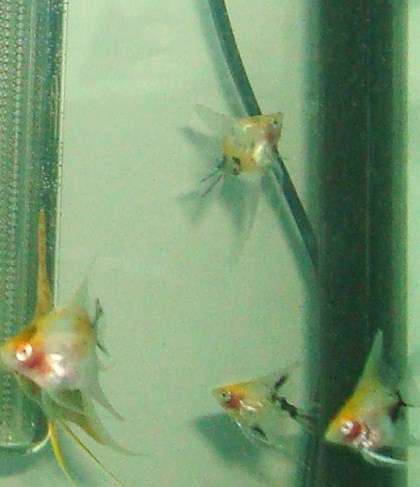 angelfish babies 037.JPG