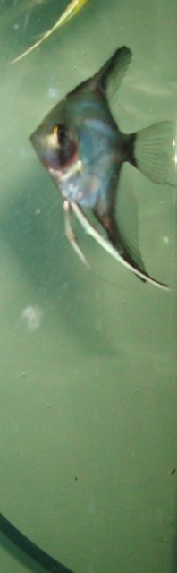 angelfish babies 041.JPG